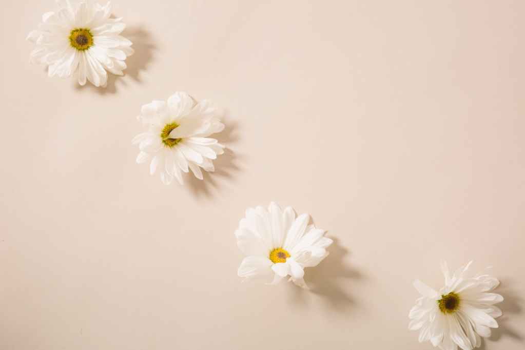 fresh gentle chamomiles arranged on beige table