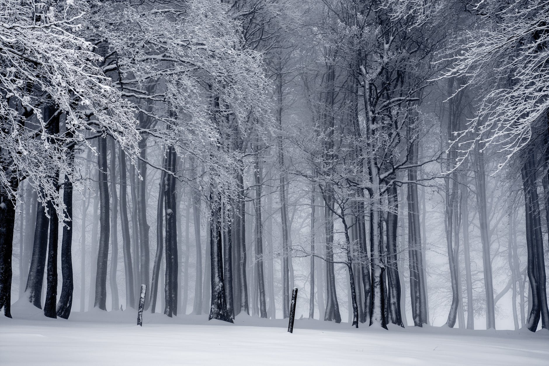 snowy forest winter blues