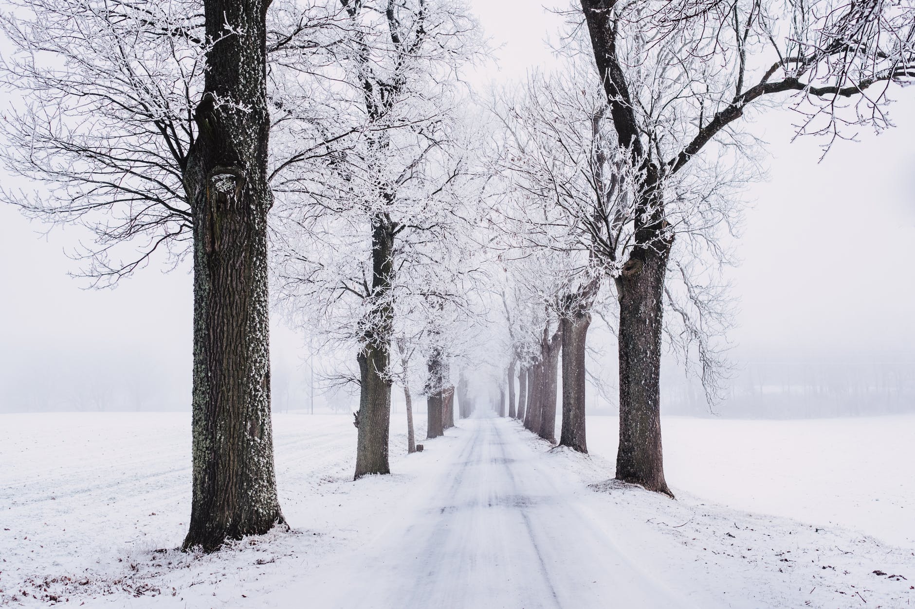 snowy pathway surrounded by bare tree winter blues